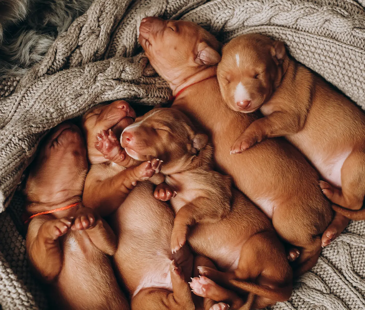 newborn puppies