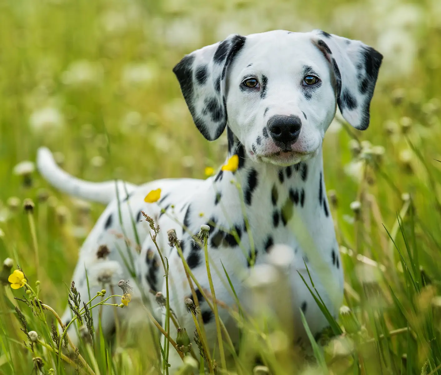 spotted dog