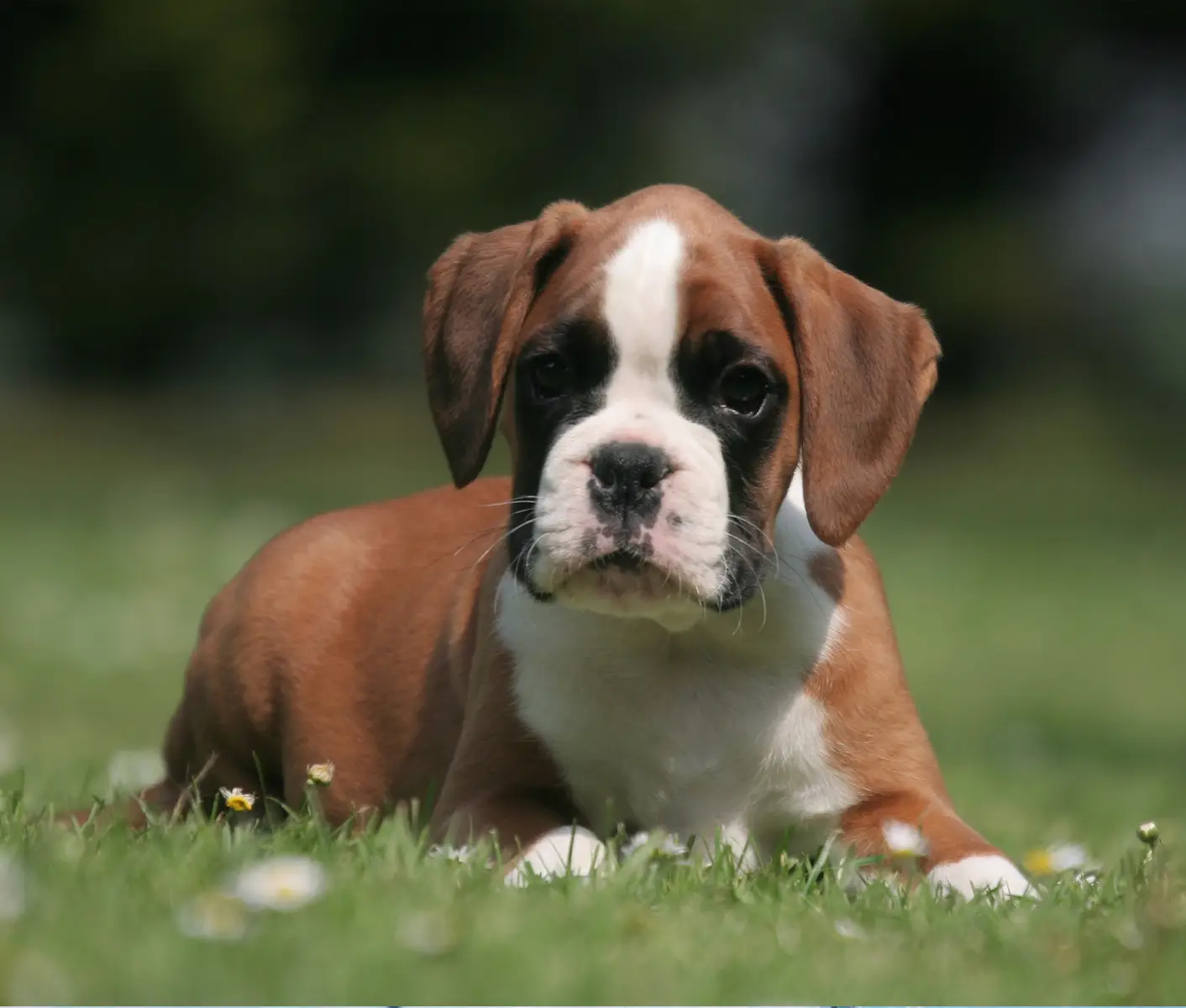 brown dog in green grass