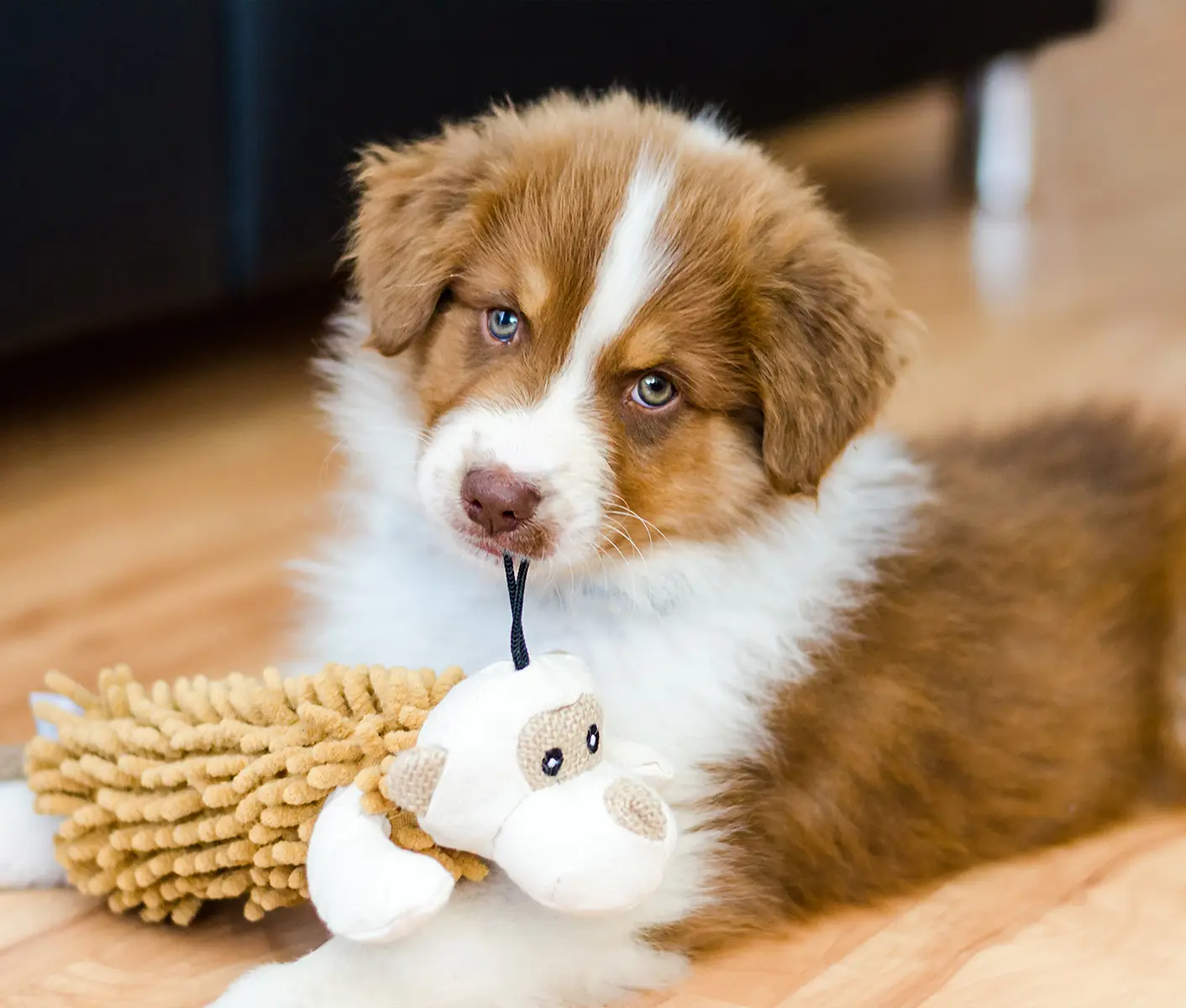 puppy