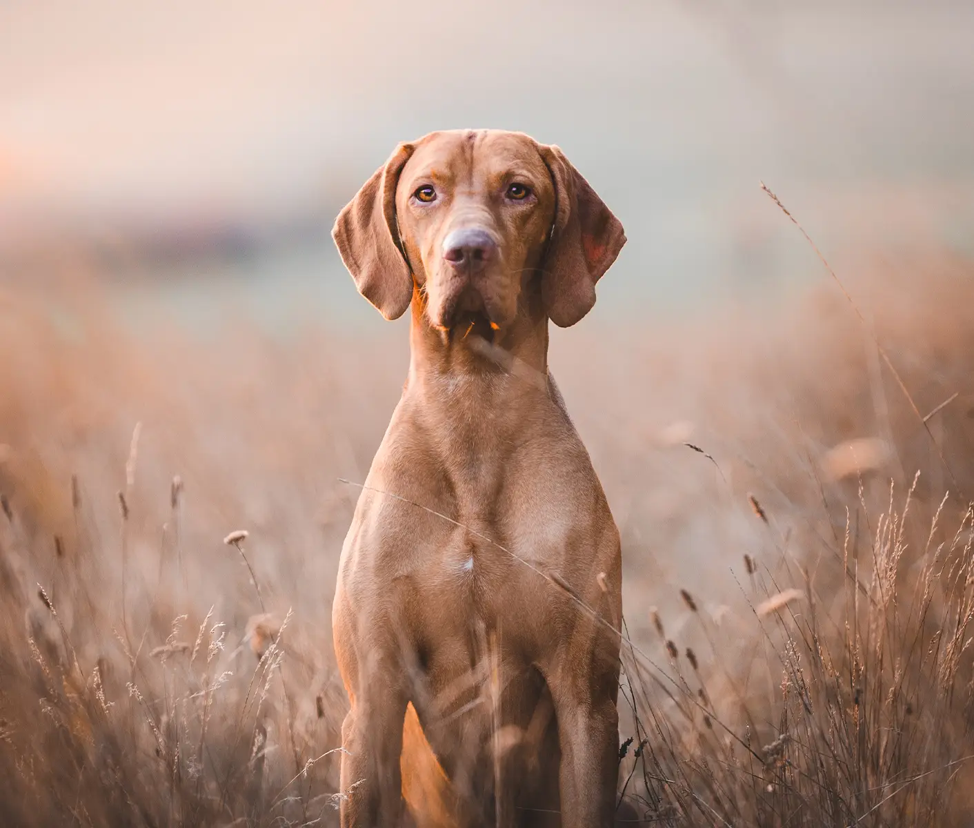 dog outside