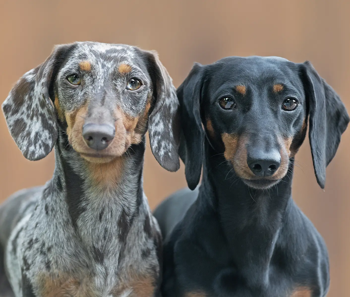 two dogs