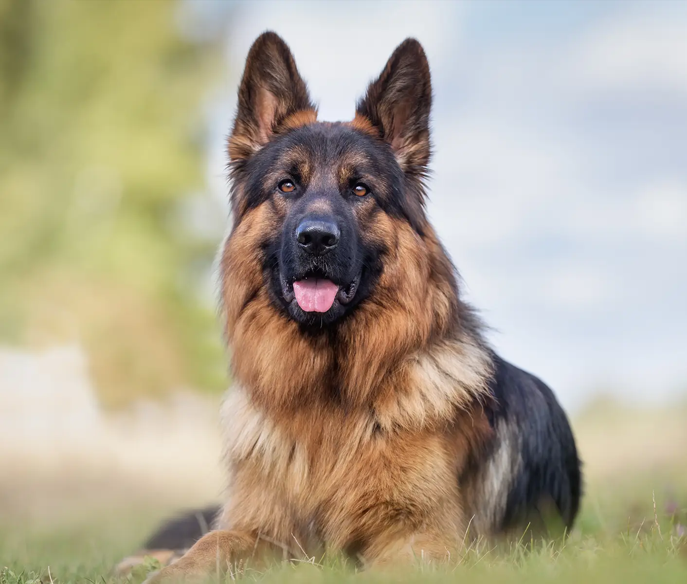 big dog in grass