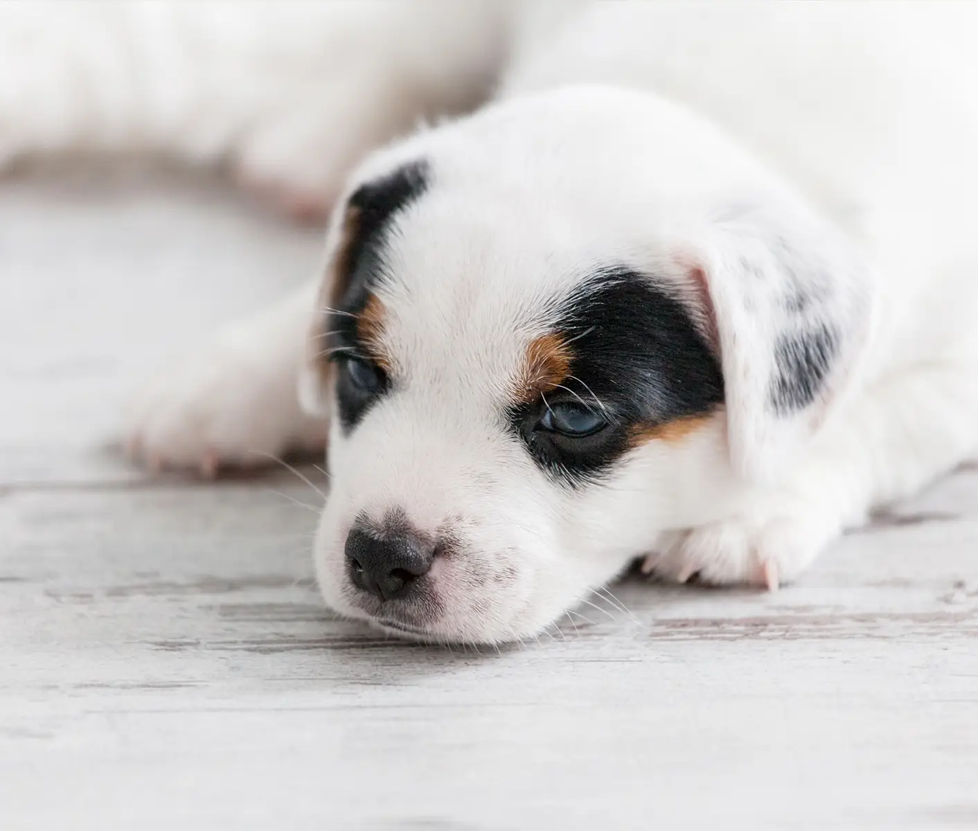 puppy