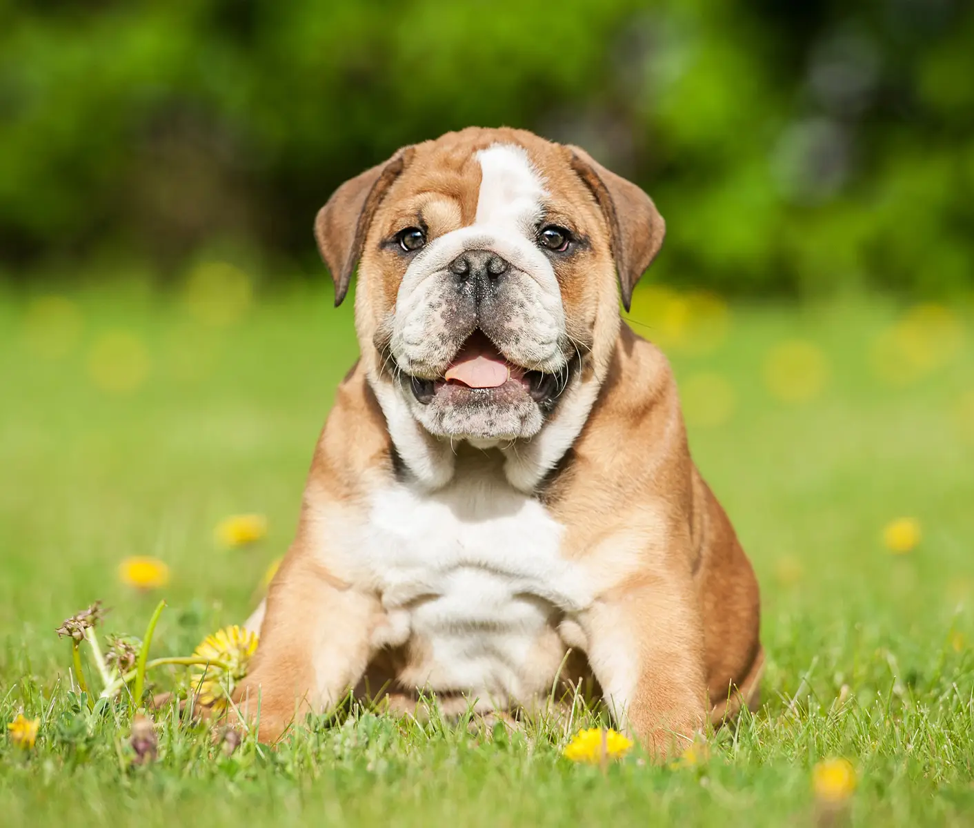 dog in grass