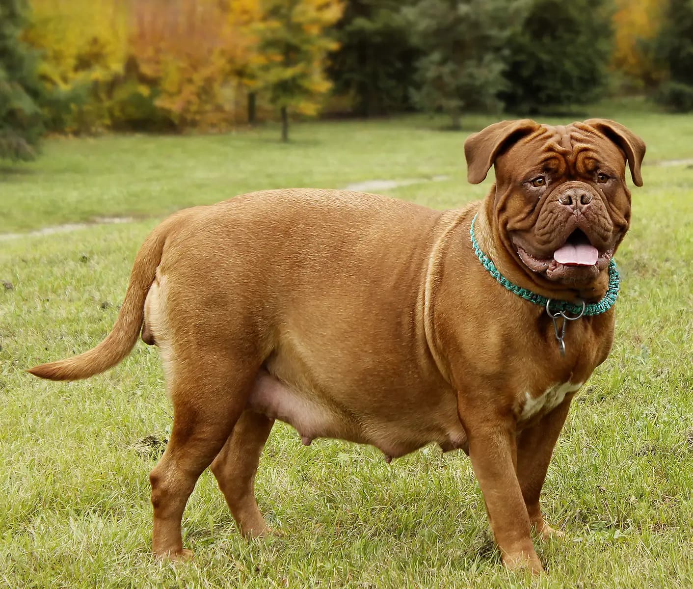 pregnant dog