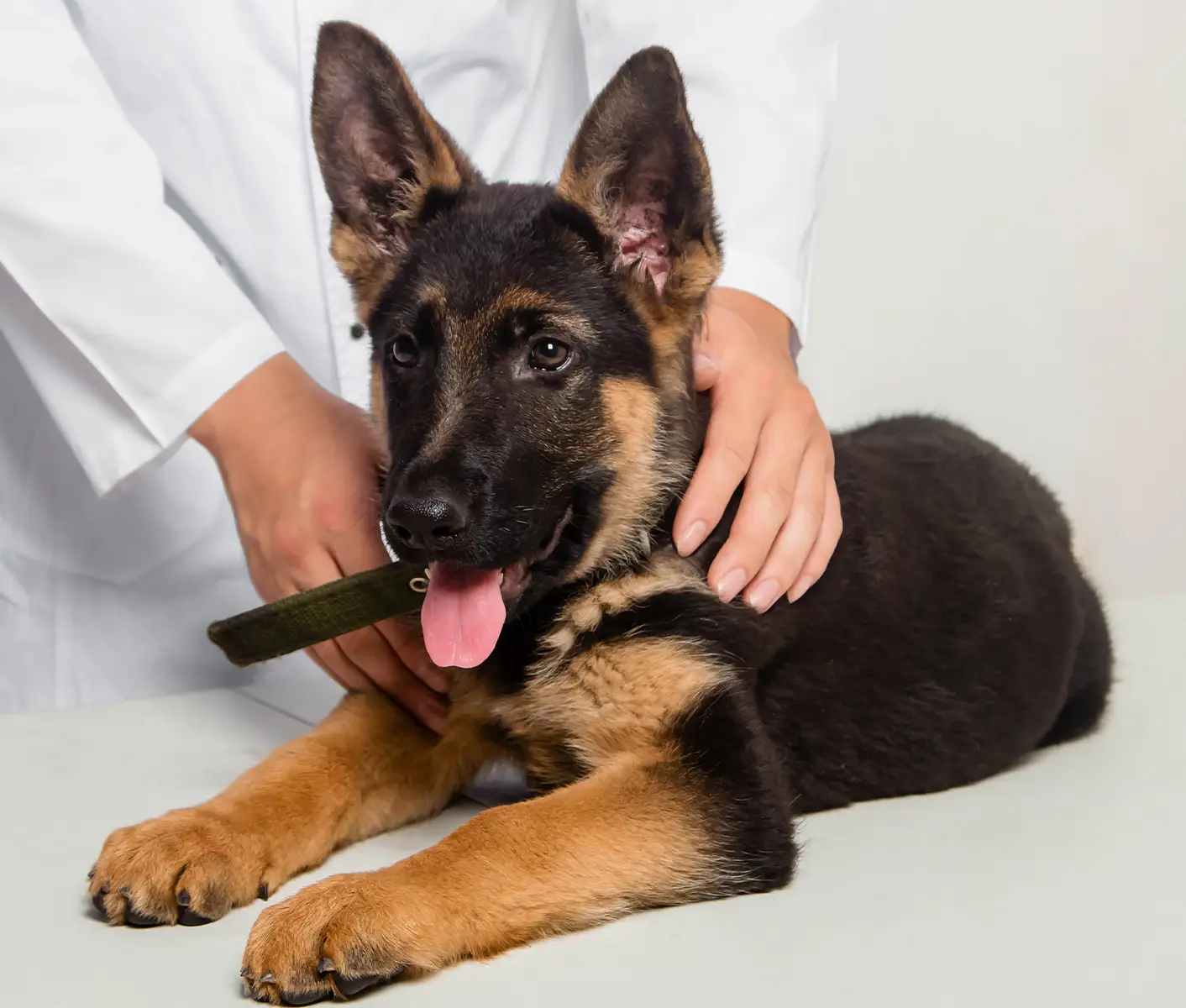 puppy at vet