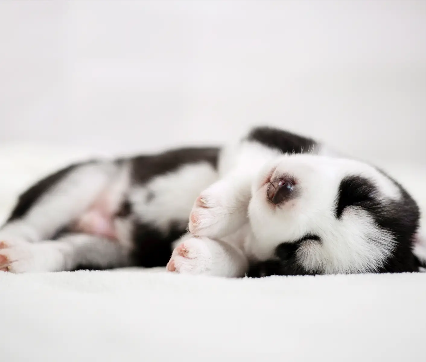 puppy