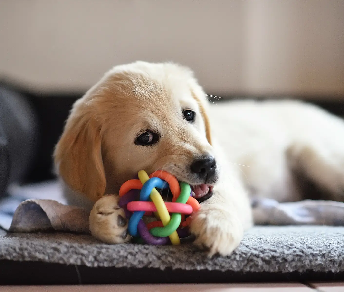 puppy chewing a toy