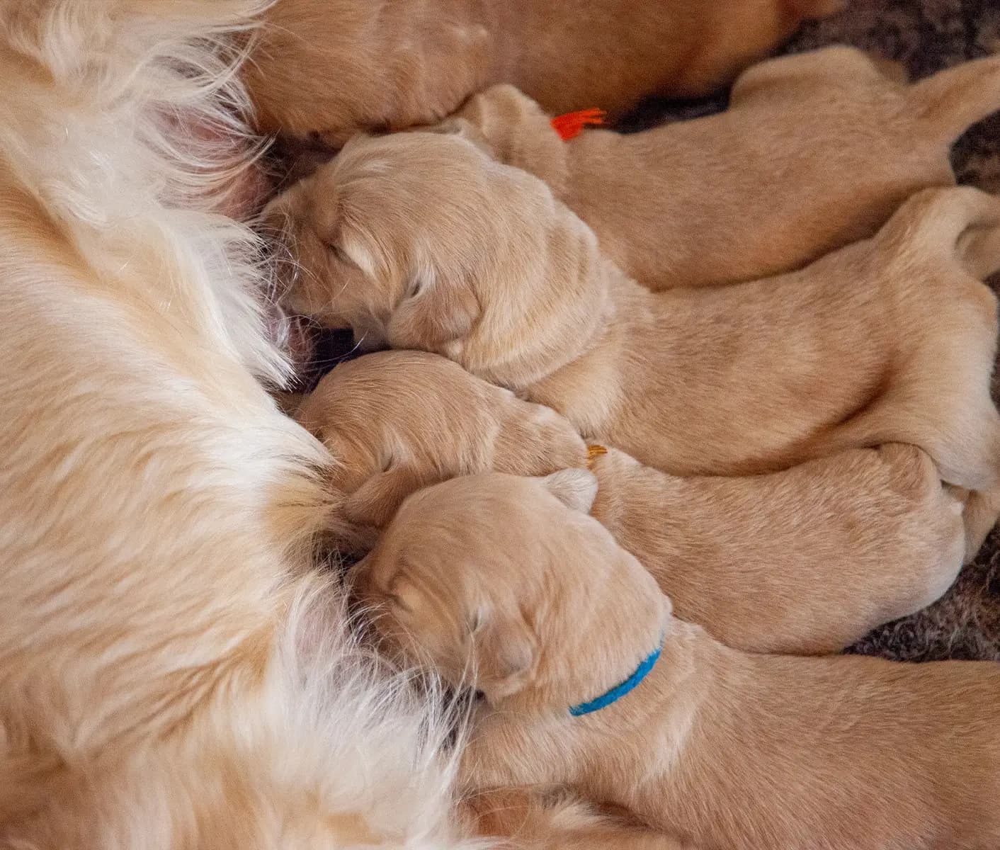 nursing puppies