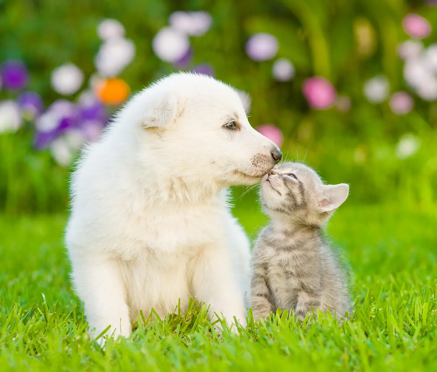 dog and cat