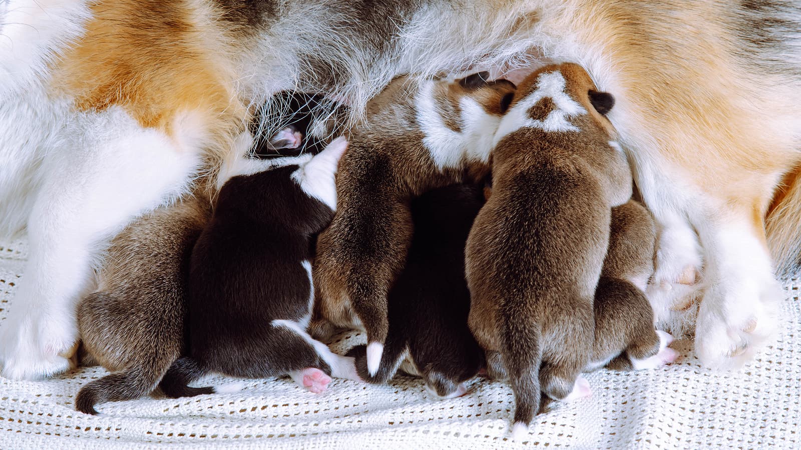 newborn dogs nursing