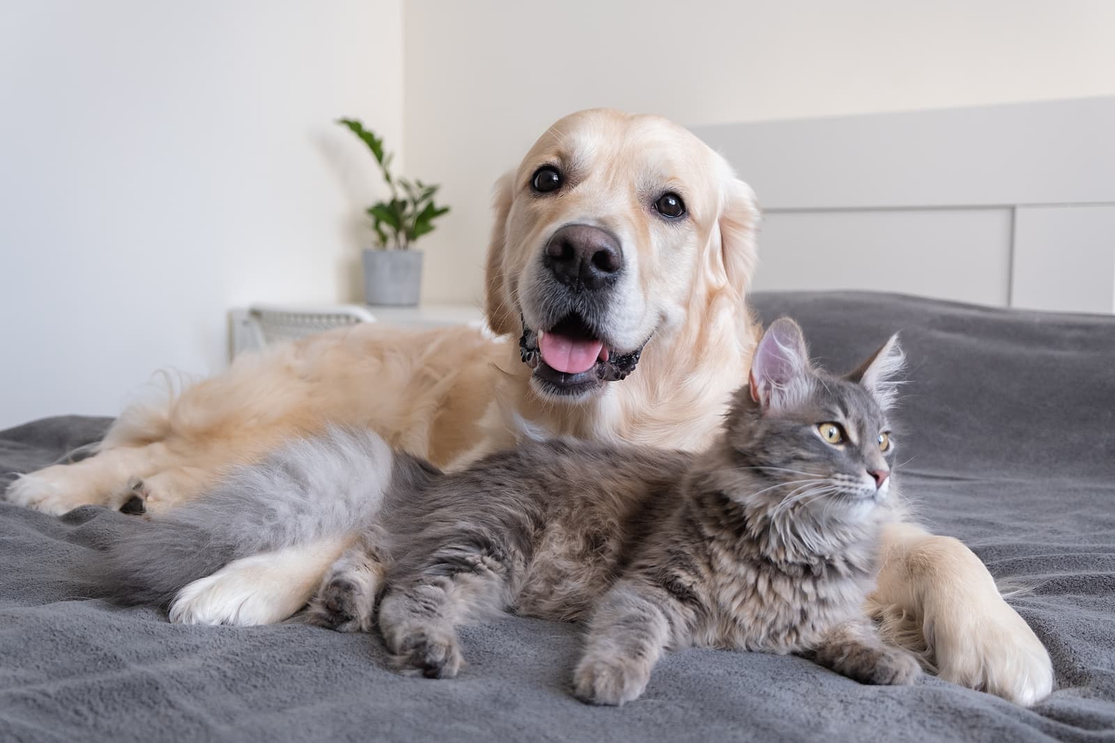 cat and dog together