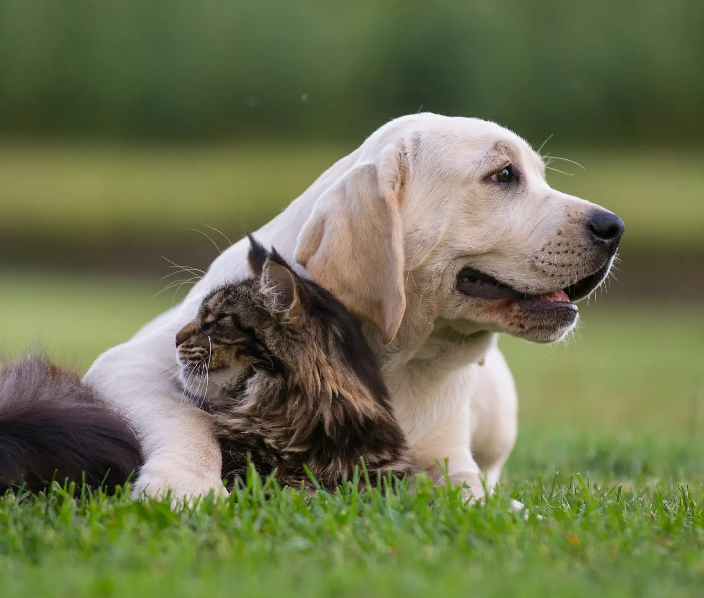 dog and cat