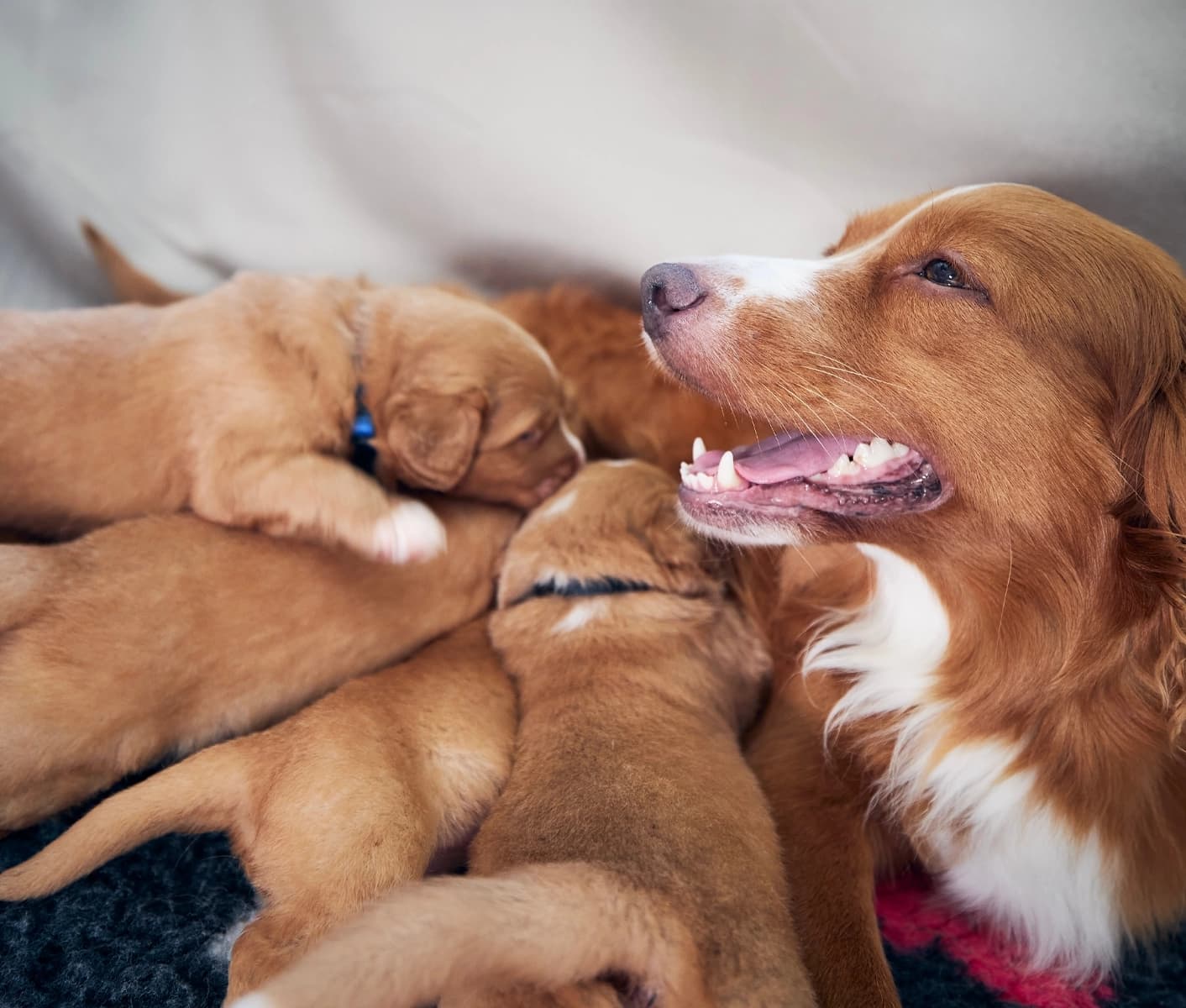 dog with her puppies